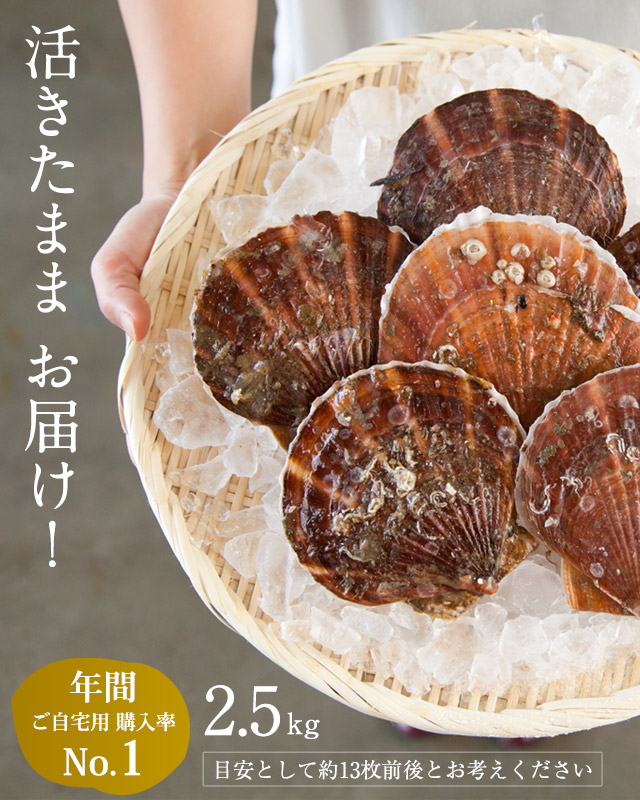 三陸産殻付活ホタテ 2.5kg｜魚介類の通販 販売【山内鮮魚店】